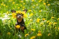 ÃÂÃÂ¡ute puppy, a dog in a wreath of spring flowers on a flowering Royalty Free Stock Photo